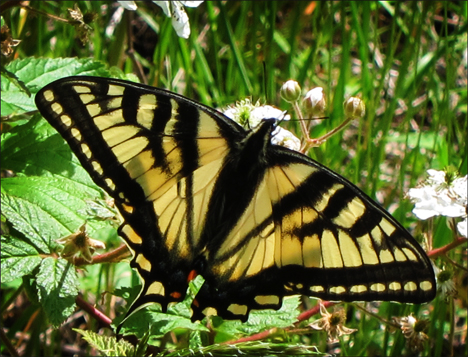 Adirondack Butterflies:  Canadian Tiger Swallowtail (9 June 2012)